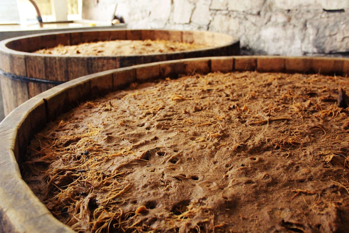 Fermentación